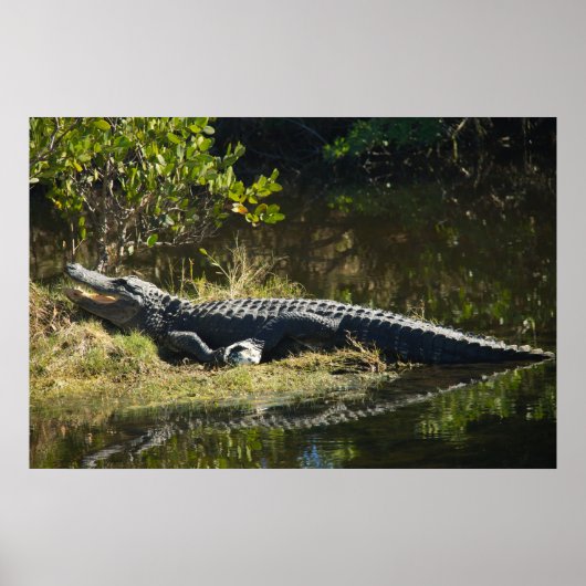 Florida-Alligator auf grasbewachsenem Ufer Naturfo Poster (Vorne)