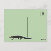 Florida Alligator mit ID-Box Postkarte (Rückseite)