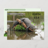 Florida Alligator mit ID-Box verschieben Postkarte (Vorne/Hinten)