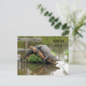 Florida Alligator mit ID-Box verschieben Postkarte (Stehend Vorderseite)