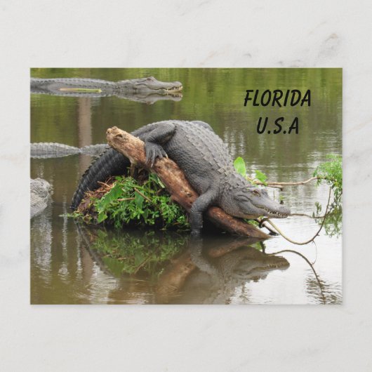 Florida Alligator mit ID-Box verschieben Postkarte (Vorderseite)
