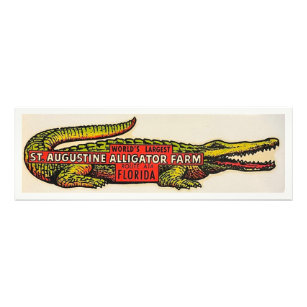 Florida Alligator Poster Print