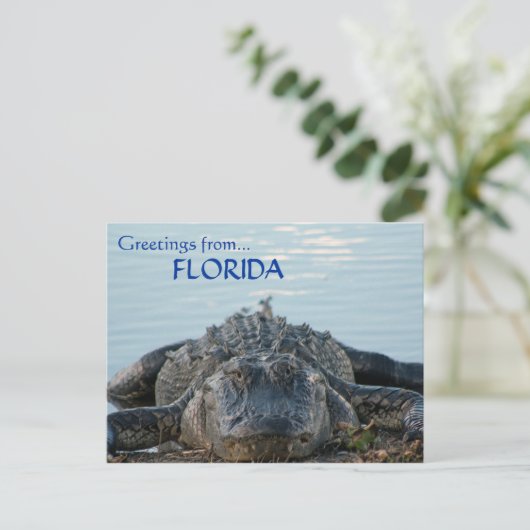 Florida Alligator Postkarte (Stehend Vorderseite)