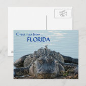 Florida Alligator Postkarte (Vorne/Hinten)