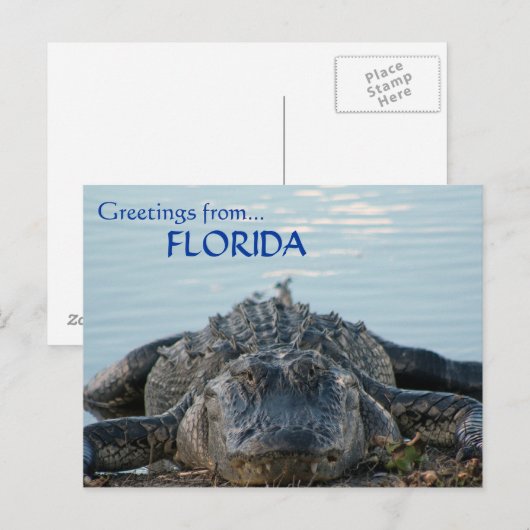 Florida Alligator Postkarte (Vorne/Hinten)