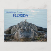 Florida Alligator Postkarte (Vorderseite)