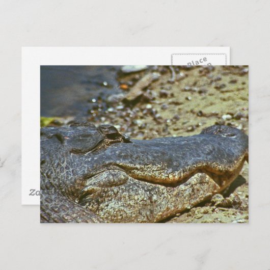 Florida Alligator Postkarte (Vorne/Hinten)