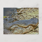 Florida Alligator Postkarte (Vorderseite)