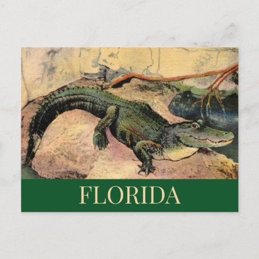 Florida-Alligator-Postkarte Postkarte (Vorderseite)