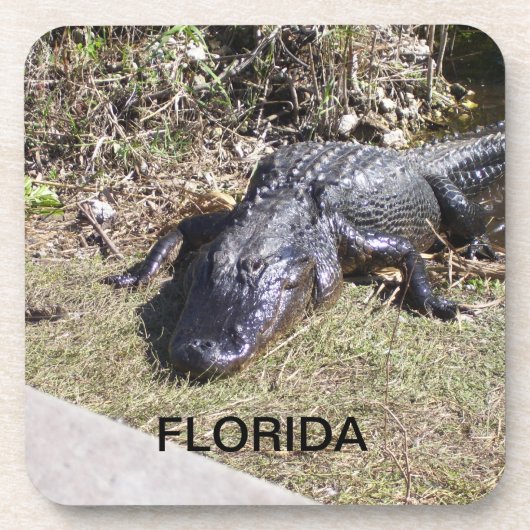 Florida Alligator Ruhen in den Everglades Getränkeuntersetzer (Vorderseite)