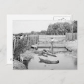 Florida Alligator Show, 1904 Postkarte (Vorne/Hinten)