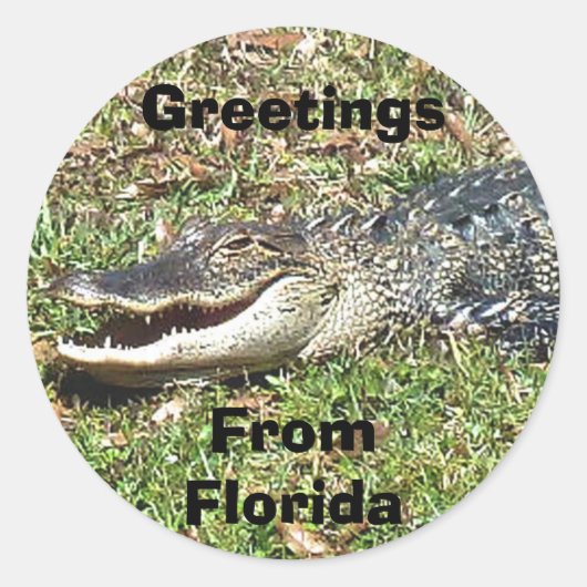 Florida Alligator Sticker Grüße aus Florida (Vorderseite)