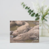 Florida Alligatoren mörderische Postkarte (Stehend Vorderseite)