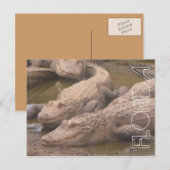 Florida Alligatoren mörderische Postkarte (Vorne/Hinten)