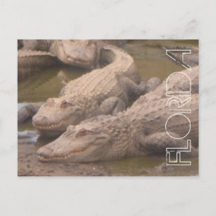 Florida Alligatoren mörderische Postkarte