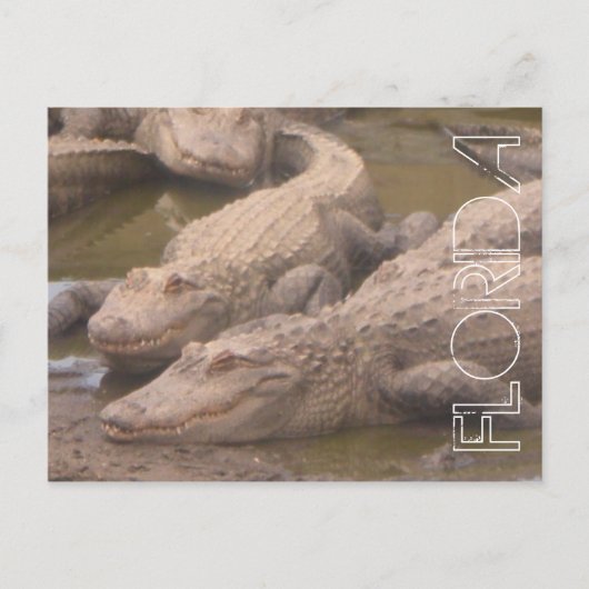 Florida Alligatoren mörderische Postkarte (Vorderseite)