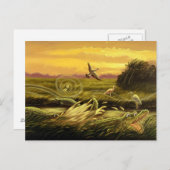 Florida Alligators Postcard Postkarte (Vorne/Hinten)