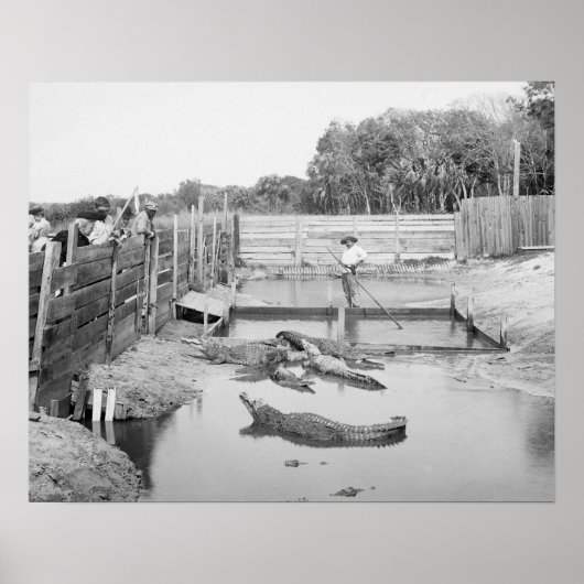 Florida-Alligatorshow, 1904. Vintages Foto Poster (Vorne)