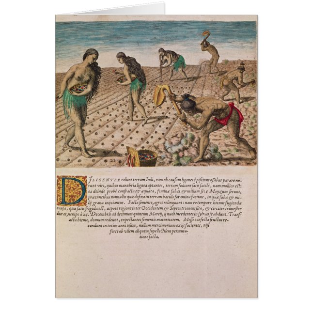 Florida-amerikanischer Ureinwohner, der Mais (Vorne)