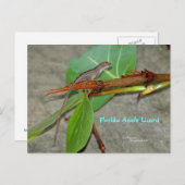 Florida-Anole-Eidechse Postcard Postkarte (Vorne/Hinten)