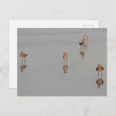 Florida Beach Shorebirds Foto Postkarte (Vorne/Hinten)