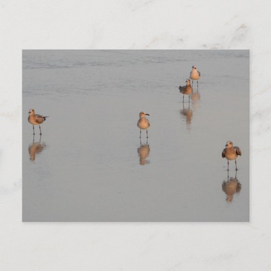 Florida Beach Shorebirds Foto Postkarte (Vorderseite)