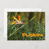 Florida Bird of Paradise Postkarte (Vorne/Hinten)