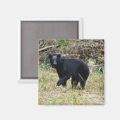 Florida Black Bear Magnet (Vorderseite/Rückseite)