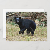 Florida Black Bear Mitteilungskarte (Vorne/Hinten)