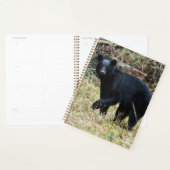 Florida Black Bear Planer (Anzeige)