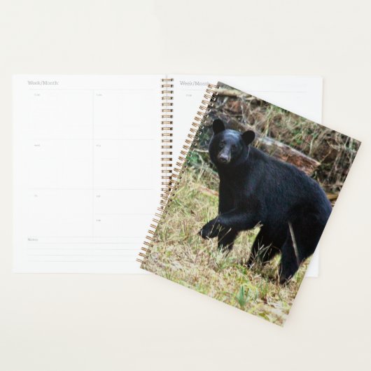 Florida Black Bear Planer (Anzeige)