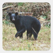 Florida Black Bear Quadratischer Aufkleber (Vorderseite)