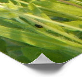 FLORIDA BLANKET BLUME Poster (Ecke)