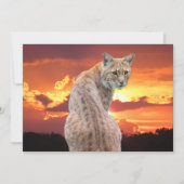 Florida Bobcat mit atemberaubender Sonnenuntergang (Vorderseite)