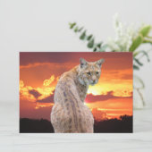 Florida Bobcat mit atemberaubender Sonnenuntergang (Stehend Vorderseite)