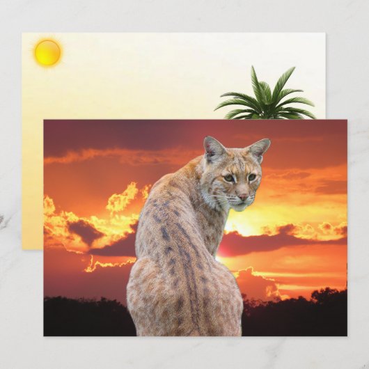 Florida Bobcat mit atemberaubender Sonnenuntergang (Vorne/Hinten)