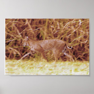 Florida Bobcat Poster