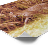 Florida Bobcat Poster (Ecke)