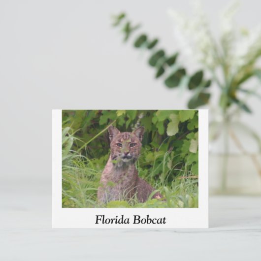 Florida Bobcat Postkarte (Stehend Vorderseite)