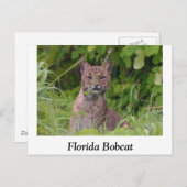 Florida Bobcat Postkarte (Vorne/Hinten)