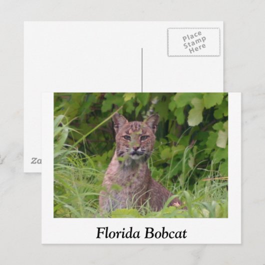 Florida Bobcat Postkarte (Vorne/Hinten)