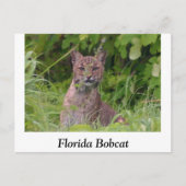 Florida Bobcat Postkarte (Vorderseite)
