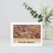 Florida Bobcat Postkarte (Stehend Vorderseite)