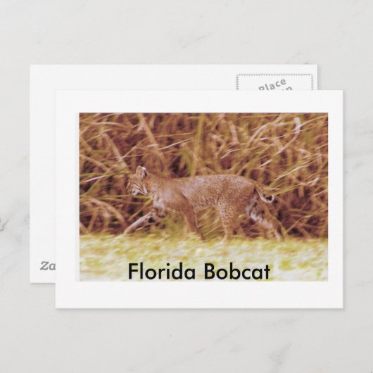 Florida Bobcat Postkarte (Vorne/Hinten)