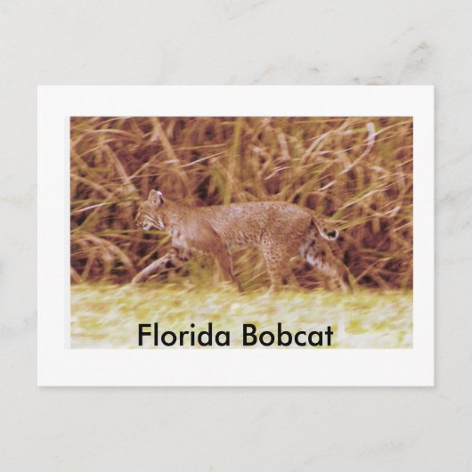Florida Bobcat Postkarte (Vorderseite)
