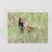 Florida Bobcat Postkarte (Vorne/Hinten)