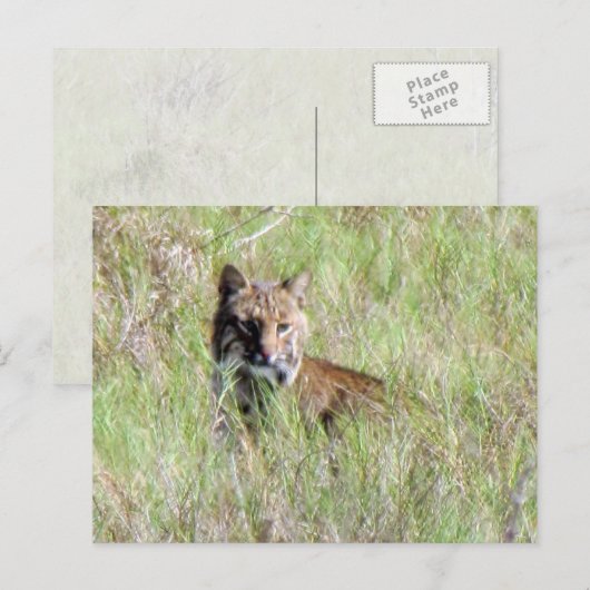 Florida Bobcat Postkarte (Vorne/Hinten)