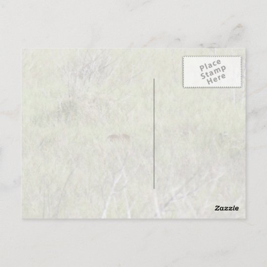 Florida Bobcat Postkarte (Rückseite)