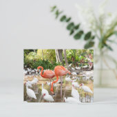 Florida Bonita Springs Pink Flamingo Travel Postkarte (Stehend Vorderseite)