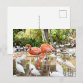 Florida Bonita Springs Pink Flamingo Travel Postkarte (Vorne/Hinten)